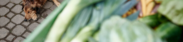 Portraitfotografie-Hohenhaus-Gemüsebauer-013387 | Industriefotograf Leipzig – Industrie-Portraitfotografie Mittelstand