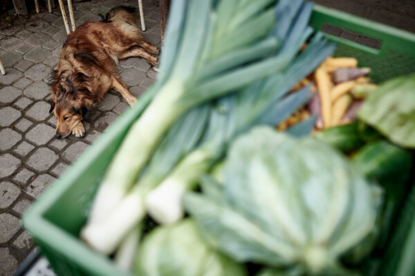 Portraitfotografie-Hohenhaus-Gemüsebauer-013387 | Industriefotograf Leipzig – Industrie-Portraitfotografie Mittelstand