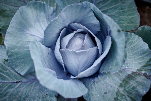 Portraitfotografie-Hohenhaus-Gemüsebauer-013527 | Industriefotograf Leipzig – Industrie-Portraitfotografie Mittelstand