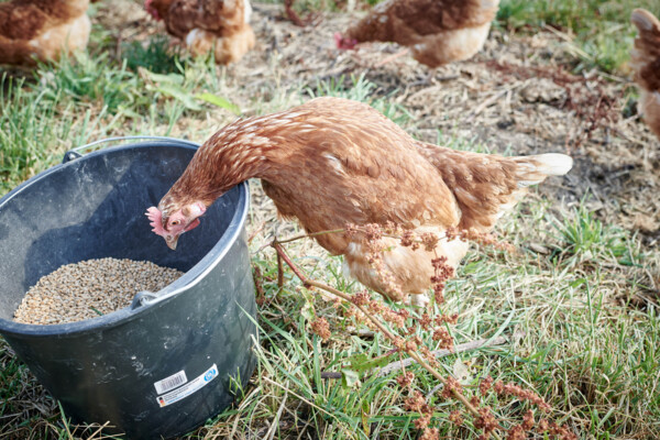Portraitfotografie-Hohenhaus-Hühnerhof-013905 | Industriefotograf Leipzig – Industrie-Portraitfotografie Mittelstand